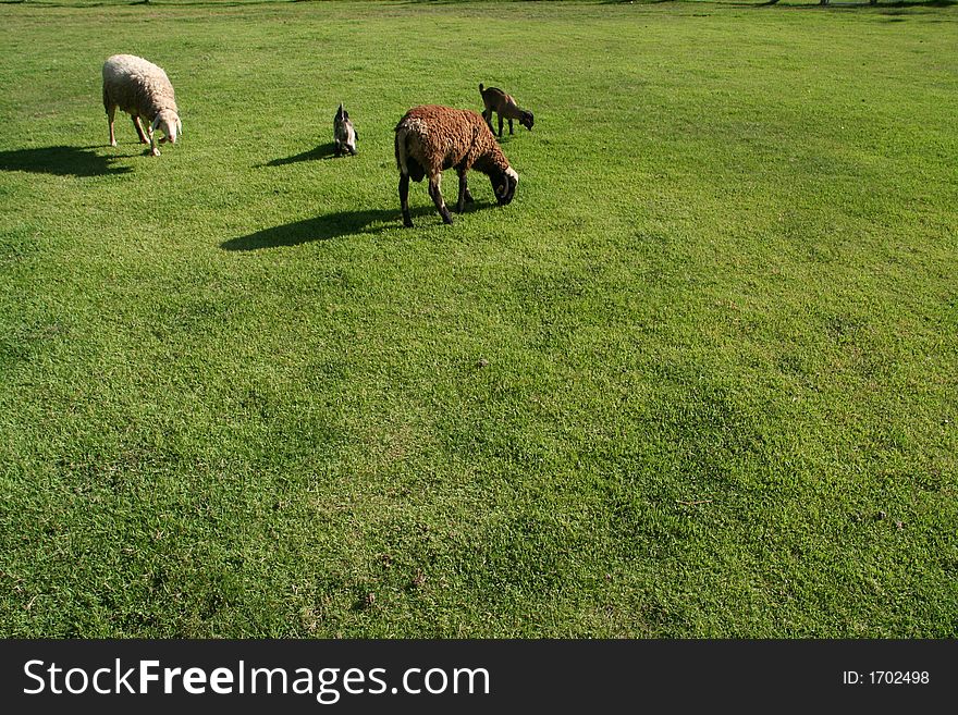 Old and young sheeps eating Green Grass. Old and young sheeps eating Green Grass