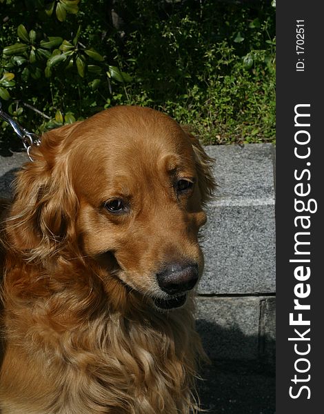 Close-up of Golden retreiver in Kamakura. Close-up of Golden retreiver in Kamakura