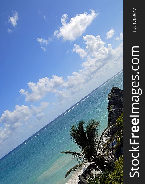 Caribbean Palm off the Coast of Tulum Mexico. Caribbean Palm off the Coast of Tulum Mexico