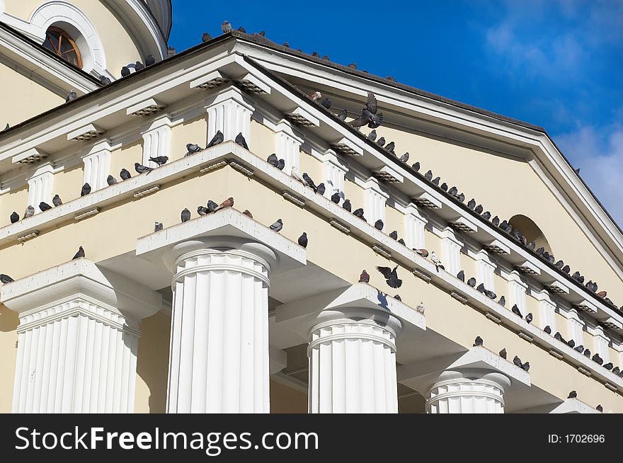 Sitting And Flying Pigeons