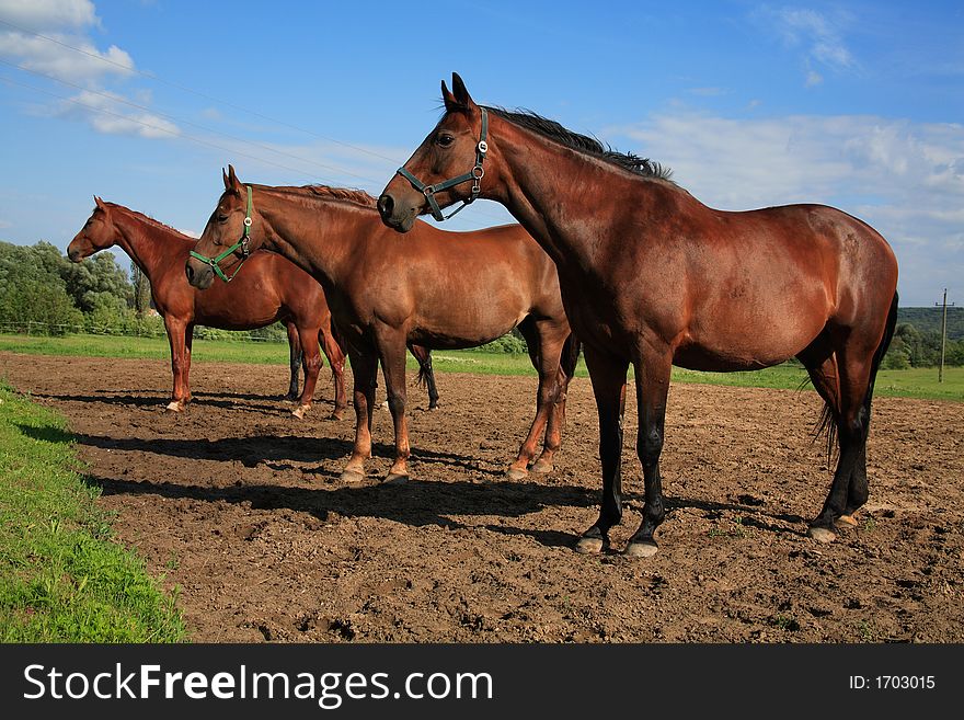Brown horses on a pasture