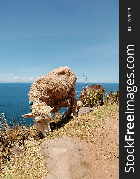 A sheep from Tequile Island on Lake Titicaca, Peru South America