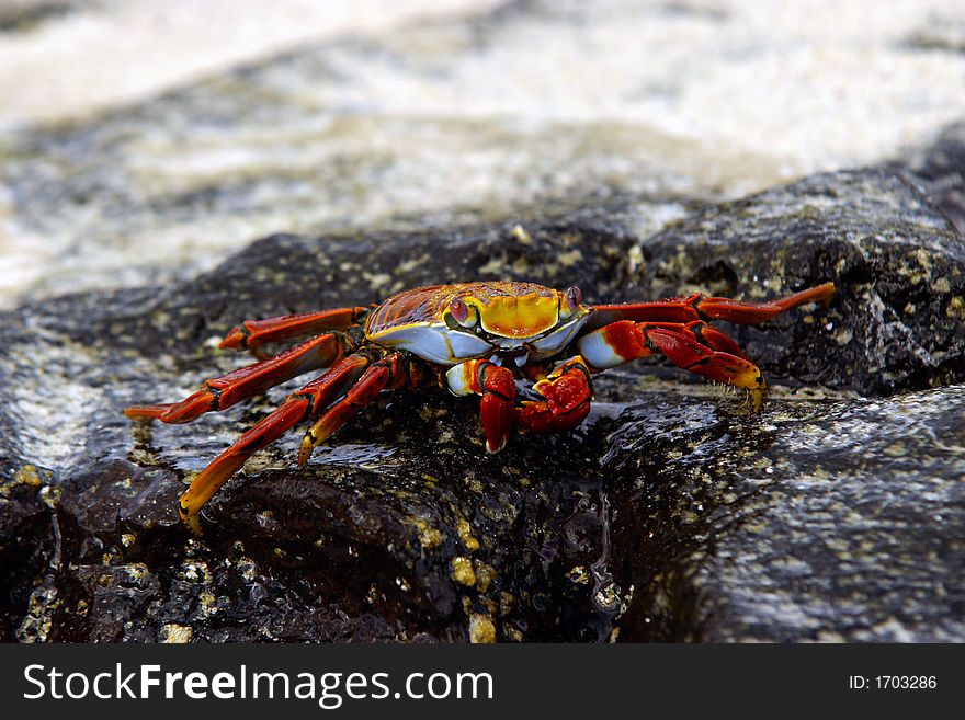 A close-up of sally lightfoot crab on Galapagos islands, Ecuador