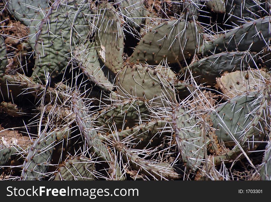A group of cactus in rural Oklahoma. A group of cactus in rural Oklahoma.