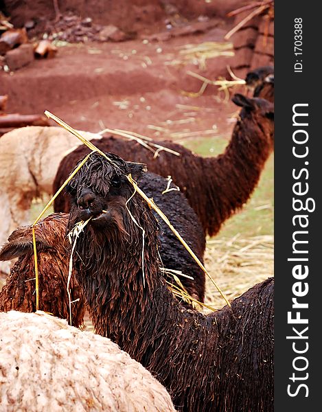 An alpaca in the Sacred Valley, Peru. An alpaca in the Sacred Valley, Peru