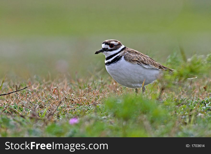 Killdeer feeding in a field.