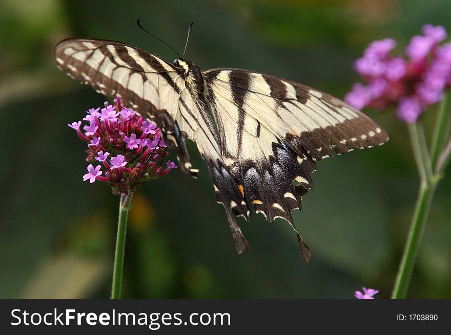 Eastern Tiger Swallowtail Butterfly