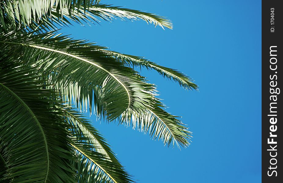 Branch of palm tree and clear blue sky. Branch of palm tree and clear blue sky