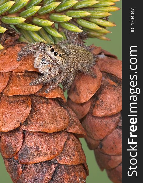 Jumping Spider On Pine Cones