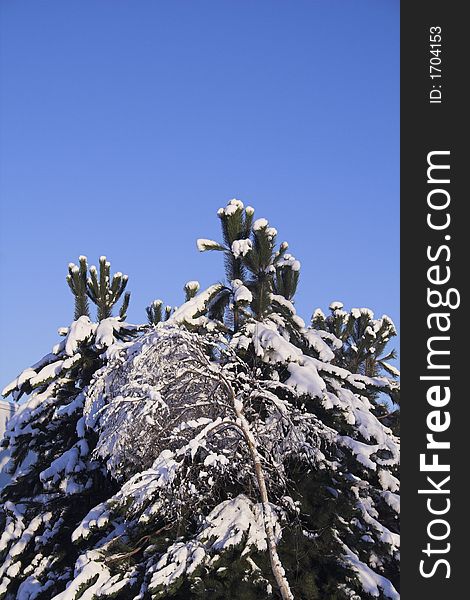 Tree with snow on branches over blue sky