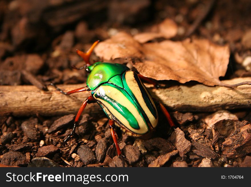 Flourescent Beetle