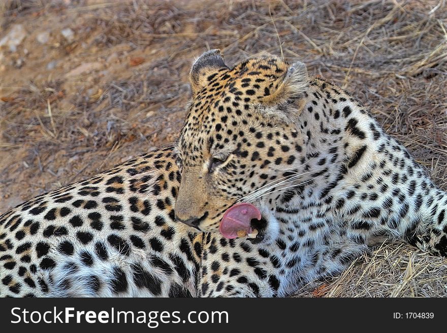 This African leopard is relaxing in the hot sun in the Kruger National park, South Africa. Leopards hunt at night and rest during the day. This African leopard is relaxing in the hot sun in the Kruger National park, South Africa. Leopards hunt at night and rest during the day.