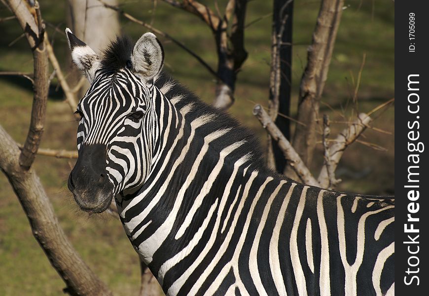 A zebra looking over your way. A zebra looking over your way.