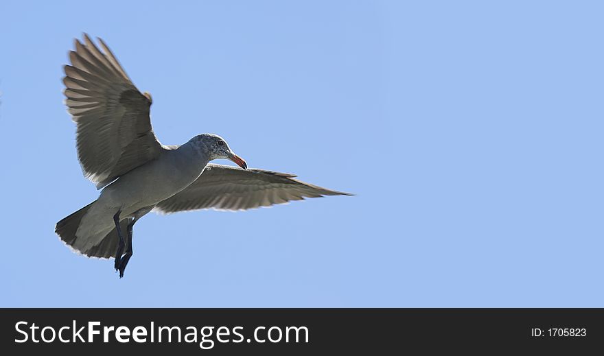 Photo of flying sea gull