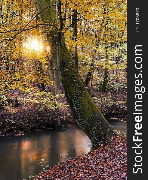 It is a photo of a forest in autumn. It is a photo of a forest in autumn.