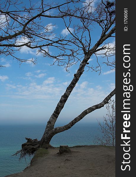 Sea, survive tree, water, Poland, coast, birch-tree, scarp, sky, blue