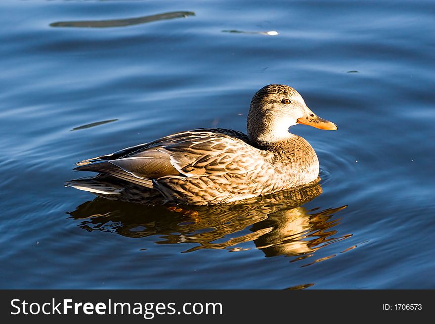 Wild duck swimming by lake. Sunset light. Vivid colors. Wild duck swimming by lake. Sunset light. Vivid colors.