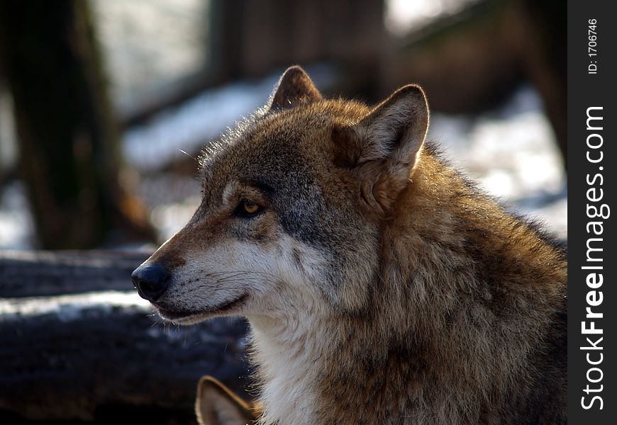 European wolf - Canis lupus lupus