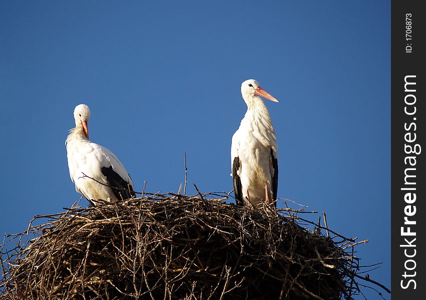 Stork nest and two storks