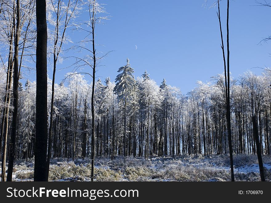 Crescent moon above the snowy forest