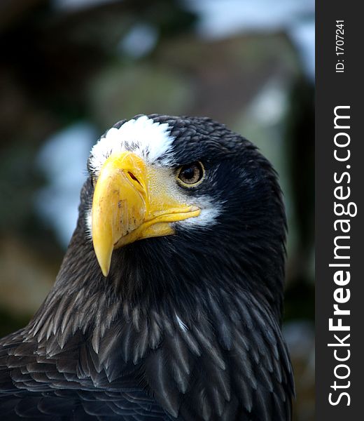 Wildife eagle or (Haliaeetus pelagicus)