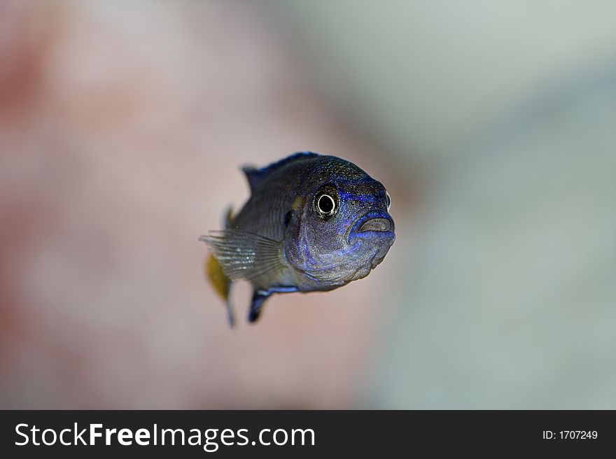 Blue malawii ciclid in aquarium