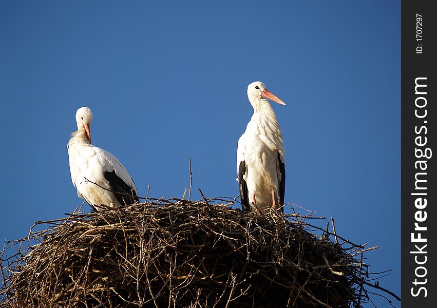 STORK NEST