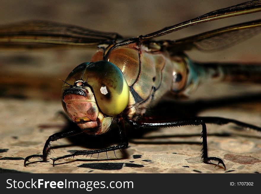 Macro of a big dragonfly