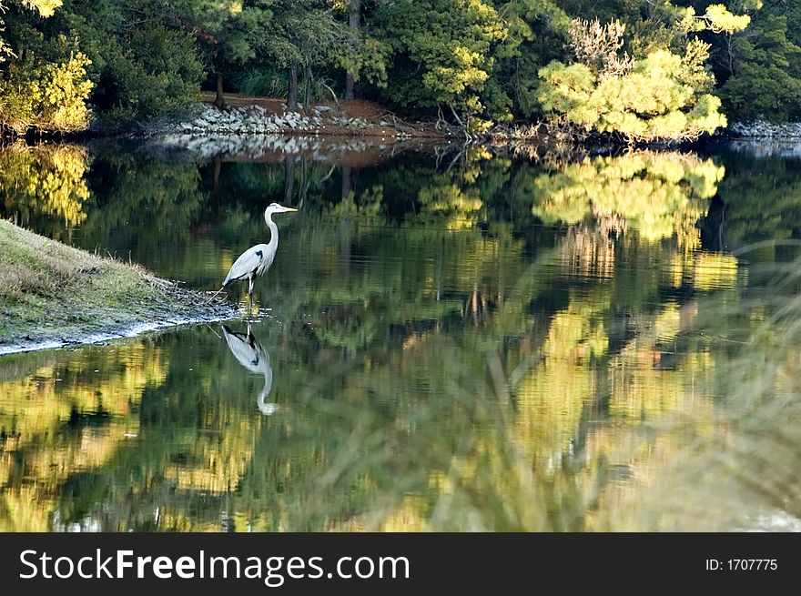 Adult great blue heron standing at edge of calm pond water with fall colors reflecting. Adult great blue heron standing at edge of calm pond water with fall colors reflecting