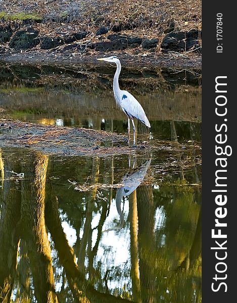 Adult great blue heron standing in shallow pond with tree reflection. Adult great blue heron standing in shallow pond with tree reflection