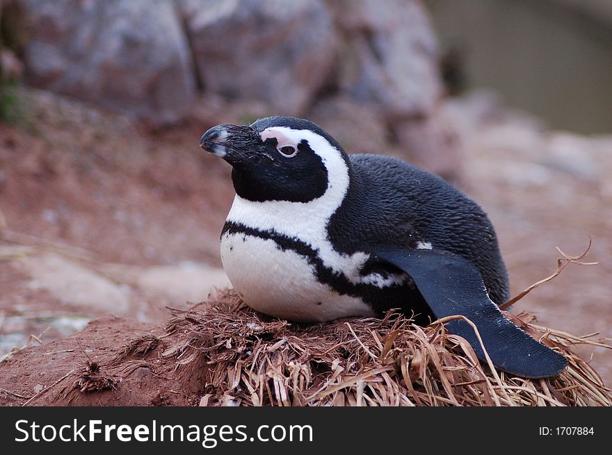 A black and white penguin sat down