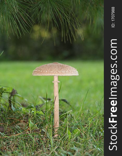 A toadstool/mushroom under a pine tree in the yard. A toadstool/mushroom under a pine tree in the yard.