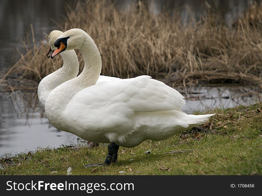 A couple of Mute swans at the edge of a river in Marshall, MI. A couple of Mute swans at the edge of a river in Marshall, MI.