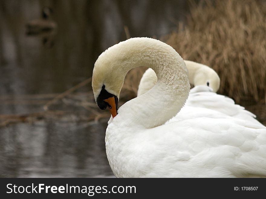 Mute Swan Pair 3