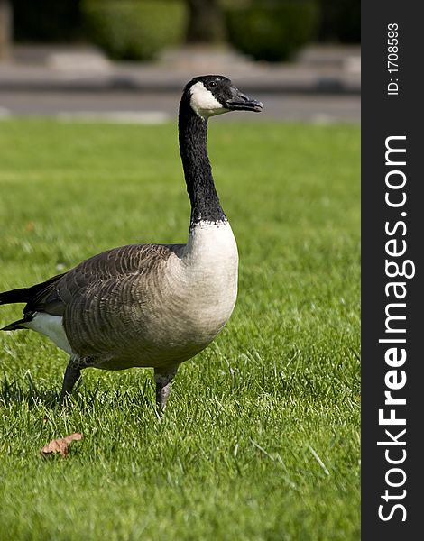 Goose walking on the grass in the park