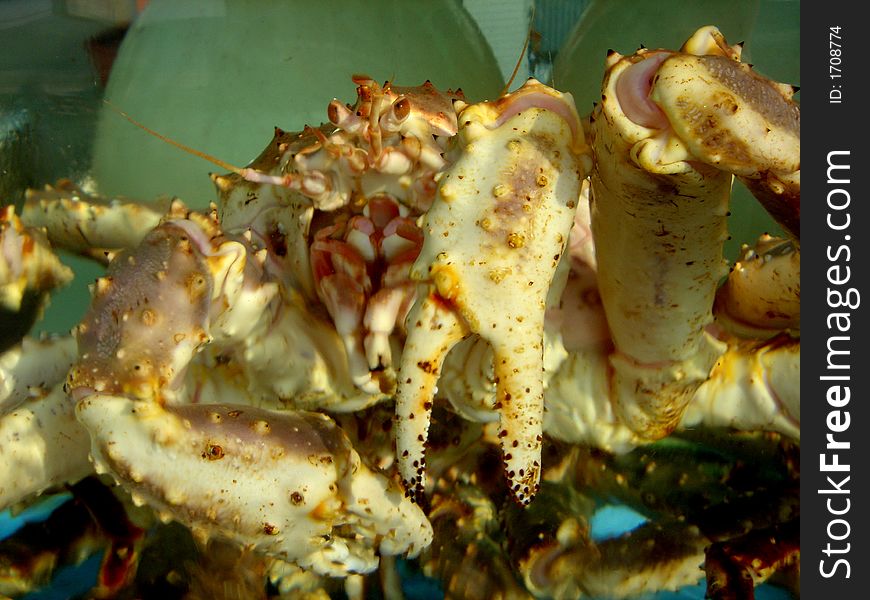 Korean King Crab in a Tank