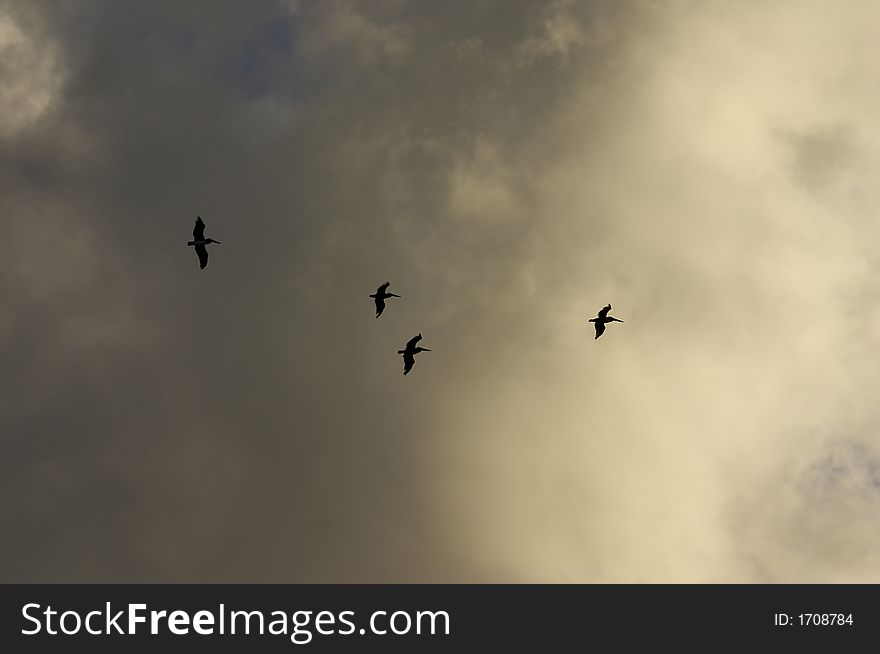 A flock of pelicans fly over the water looking for food in the morning sunlight, silhouette. A flock of pelicans fly over the water looking for food in the morning sunlight, silhouette