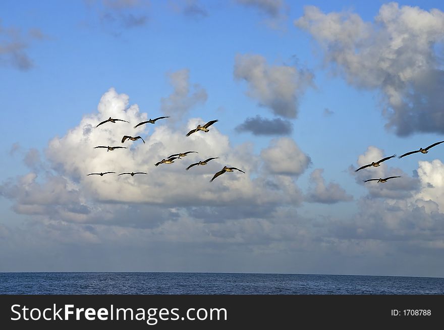 A flock of pelicans fly over the water looking for food in the morning sunlight. A flock of pelicans fly over the water looking for food in the morning sunlight.