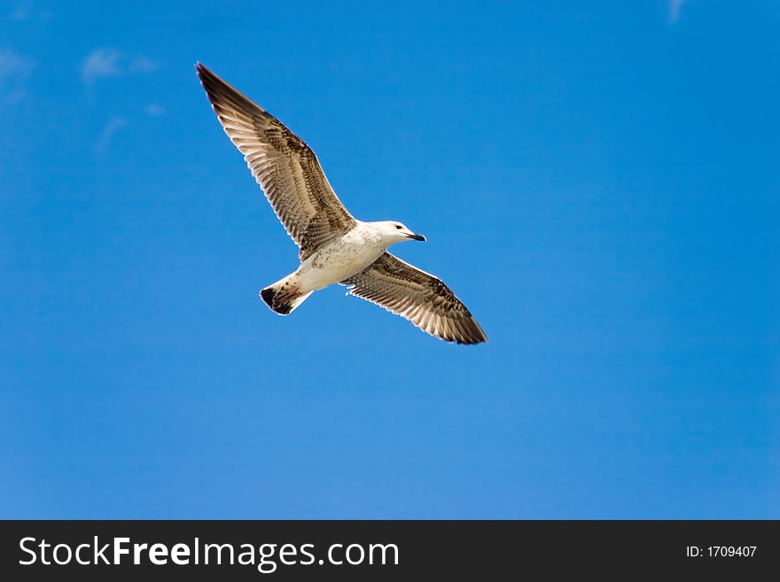 Seagull in gliding in mid-flight against blue sky