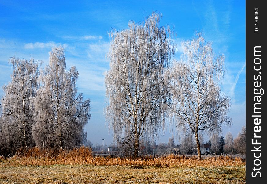 The image shows a winter landscape with a couple of frosted trees. Sunny day, blue sky.