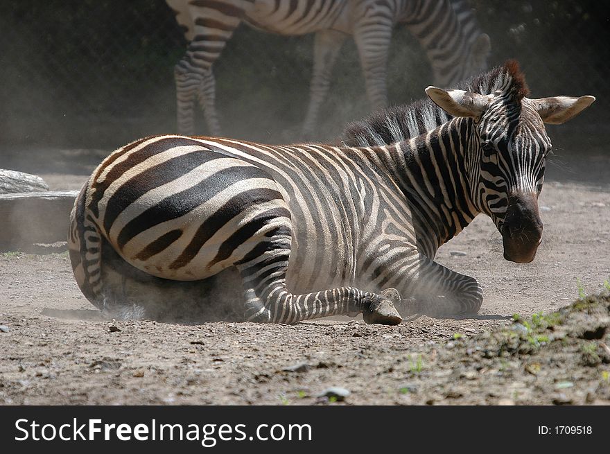 Slept zebra on ground close-up in sunny day. Slept zebra on ground close-up in sunny day