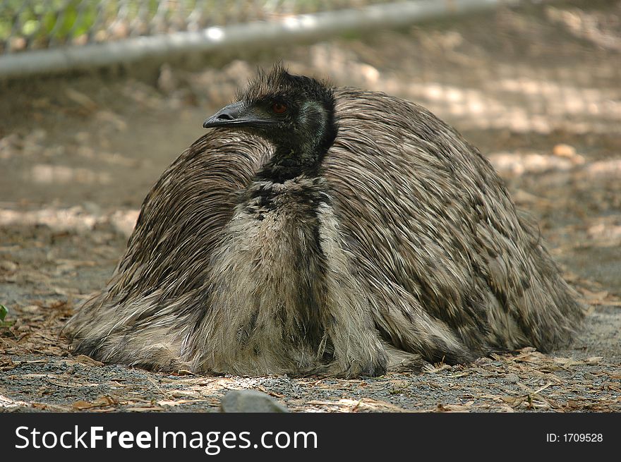 Tired emu