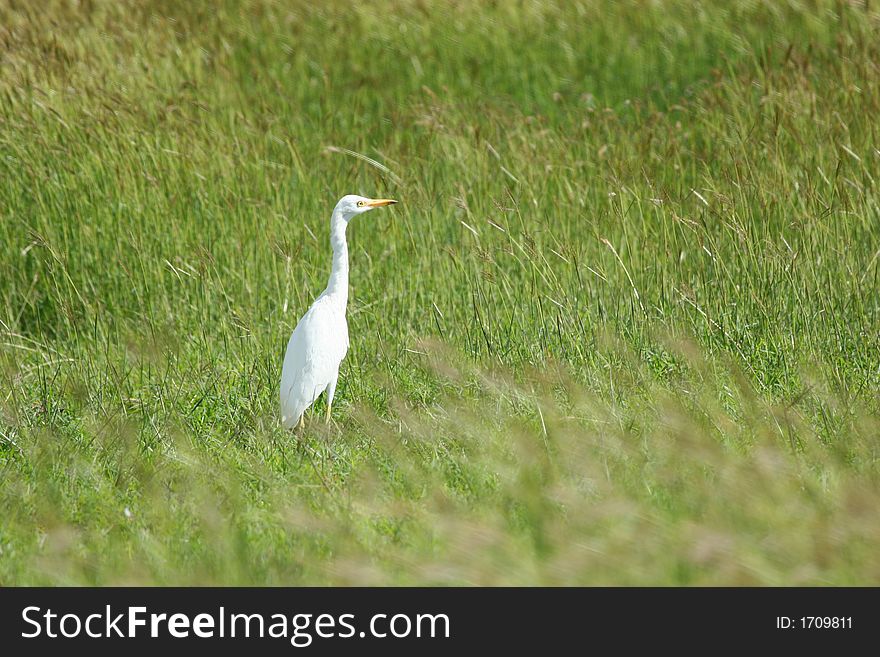 White egret searching for its lunch in the grass.