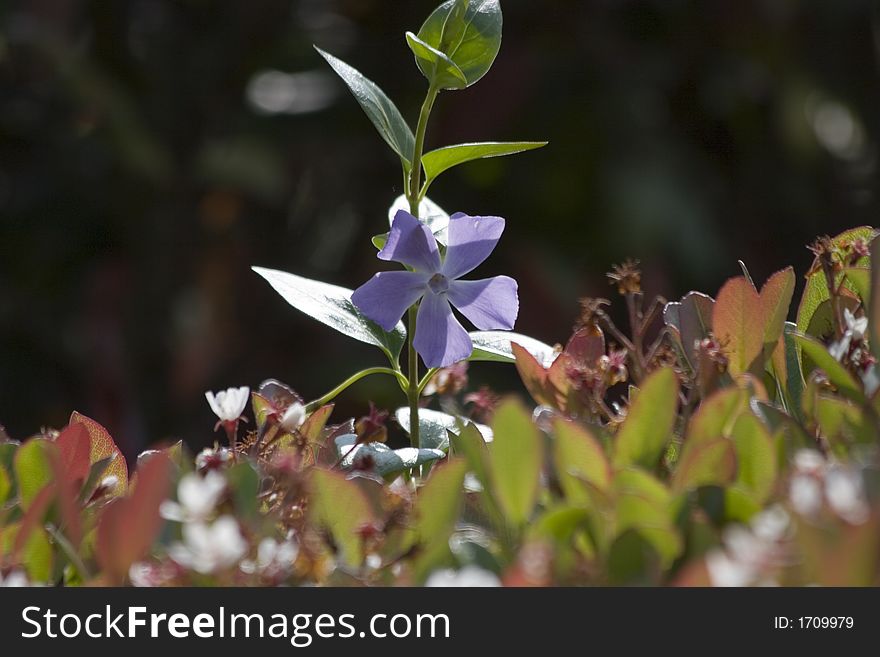 A single purple flower on a stem rising above the fray. A single purple flower on a stem rising above the fray.