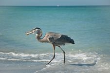 Great Blue Heron With Fish On A Gulf Coast Beach Stock Images