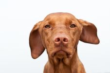 Serious Looking Hungarian Vizsla Dog Closeup Stock Image