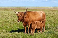 Galloway Cattle Standing In The Meadow Stock Photo Galloway Cattle Standing In The Meadow Stock Photo