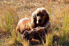 Spaniel With Soft Toy Stock Images
