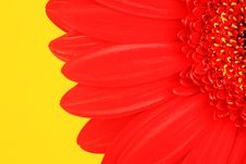 Petals Of A Red Flower Stock Image Petals Of A Red Flower Stock Image