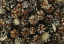 Pine Cones Royalty Free Stock Photos Pine Cones Royalty Free Stock Photos